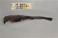 藏品(樹鵲)的圖片